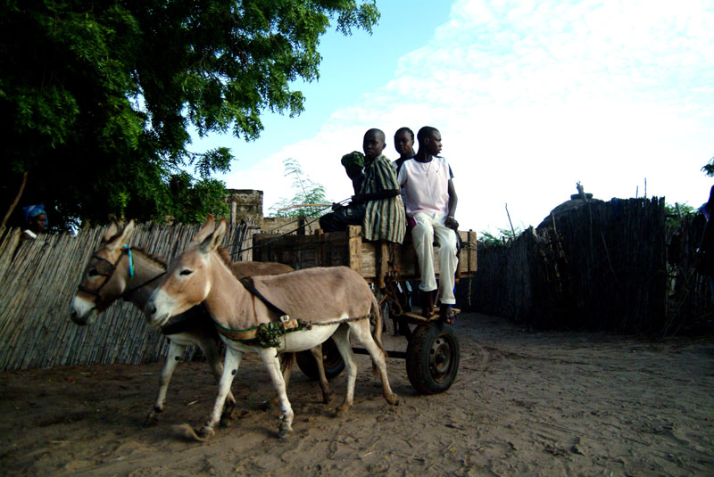Ce matin d’octobre, ce groupe de jeunes motivés, sort du village pour leur activité quotidienne, le travail champêtre du mil. N’Diouckh Fissel.Sénégal.2010 © Amadou Keita
