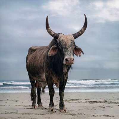 Xhosa bull on the shore. Mgazi, Eastern Cape, 18 May 2010 © Daniel Naudé | Coutesy Michael Stevenson Gallery